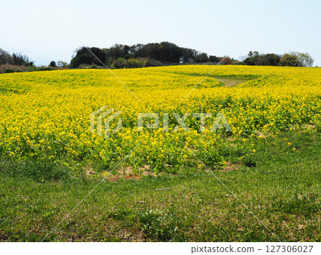 四月的兵庫縣立公園淡路花園 四月的兵庫縣立公園淡路花園 127306027