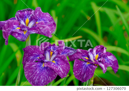 Beautifully blooming irises in a park in early summer Beautifully blooming irises in a park in early summer 127306070