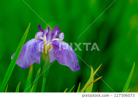 Beautifully blooming irises in a park in early summer 127306073