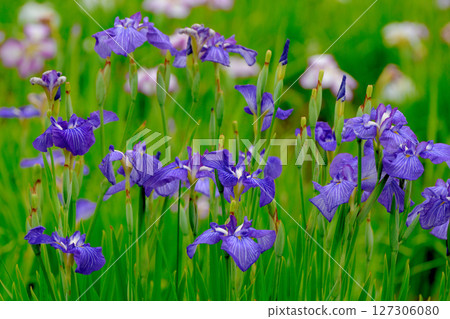 Beautifully blooming irises in a park in early summer Beautifully blooming irises in a park in early summer 127306080