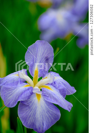 初夏,公園裡盛開著美麗的鳶尾花 初夏,公園裡盛開著美麗的鳶尾花 127306082