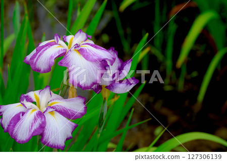 Beautifully blooming irises in a park in early summer Beautifully blooming irises in a park in early summer 127306139