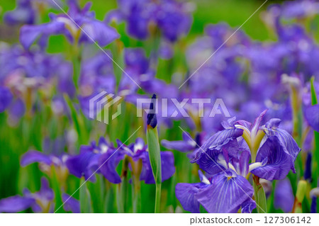 初夏,公園裡盛開著美麗的鳶尾花 初夏,公園裡盛開著美麗的鳶尾花 127306142