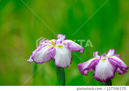 Beautifully blooming irises in a park in early summer Beautifully blooming irises in a park in early summer 127306170