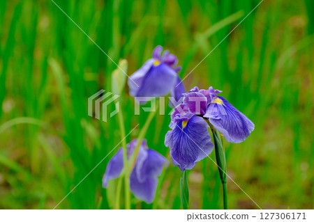 初夏，公園裡盛開著美麗的鳶尾花 127306171