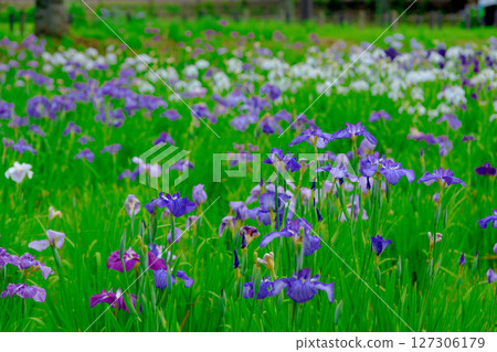 初夏,公園裡盛開著美麗的鳶尾花 初夏,公園裡盛開著美麗的鳶尾花 127306179