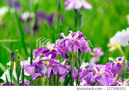 初夏,公園裡盛開著美麗的鳶尾花 初夏,公園裡盛開著美麗的鳶尾花 127306201