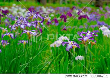 Beautifully blooming irises in a park in early summer Beautifully blooming irises in a park in early summer 127306203