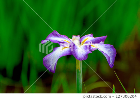 Beautifully blooming irises in a park in early summer Beautifully blooming irises in a park in early summer 127306204
