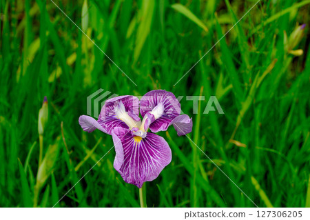 初夏,公園裡盛開著美麗的鳶尾花 初夏,公園裡盛開著美麗的鳶尾花 127306205