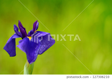 初夏,公園裡盛開著美麗的鳶尾花 初夏,公園裡盛開著美麗的鳶尾花 127306210