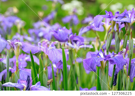 Beautifully blooming irises in a park in early summer 127306225