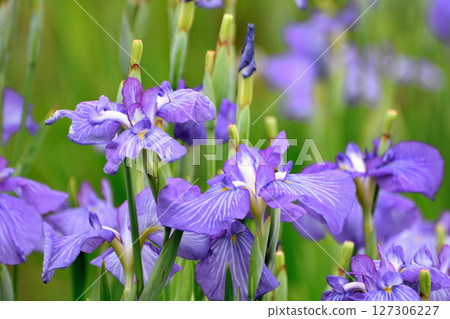 Beautifully blooming irises in a park in early summer Beautifully blooming irises in a park in early summer 127306227