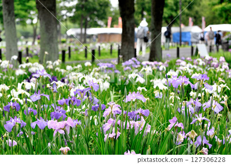 Beautifully blooming irises in a park in early summer 127306228