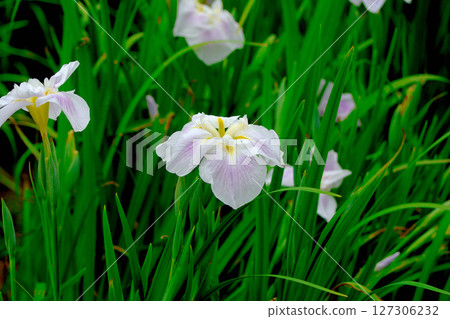 初夏，公園裡盛開著美麗的鳶尾花 127306232