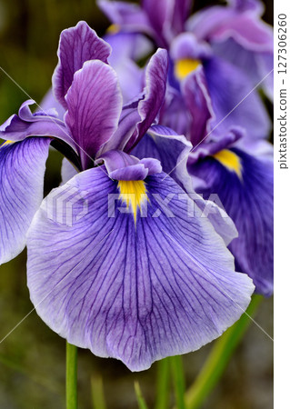初夏,公園裡盛開著美麗的鳶尾花 初夏,公園裡盛開著美麗的鳶尾花 127306260