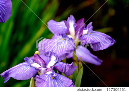 Beautifully blooming irises in a park in early summer Beautifully blooming irises in a park in early summer 127306261