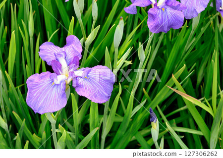 初夏,公園裡盛開著美麗的鳶尾花 初夏,公園裡盛開著美麗的鳶尾花 127306262