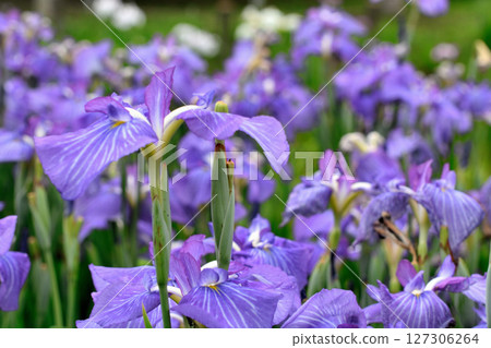初夏,公園裡盛開著美麗的鳶尾花 初夏,公園裡盛開著美麗的鳶尾花 127306264