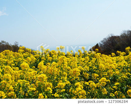 四月的兵庫縣立公園淡路花園 四月的兵庫縣立公園淡路花園 127306284