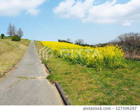 四月的兵庫縣立公園淡路花園 四月的兵庫縣立公園淡路花園 127306287