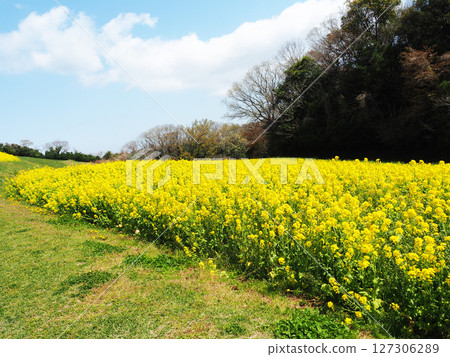 四月的兵庫縣立公園淡路花園 四月的兵庫縣立公園淡路花園 127306289
