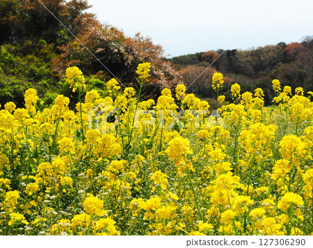 四月的兵庫縣立公園淡路花園 四月的兵庫縣立公園淡路花園 127306290