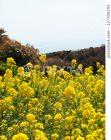 四月的兵庫縣立公園淡路花園 四月的兵庫縣立公園淡路花園 127306291