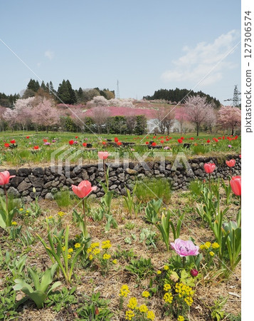 Peach blossom hill seen through the tulips Peach blossom hill seen through the tulips 127306574