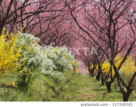 Peach blossoms, forsythia and spiraea in full bloom 127306583