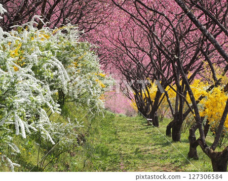 桃花、連翹、繡線菊盛開 127306584