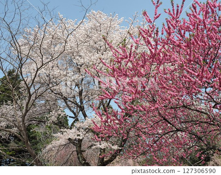 桃花、連翹、繡線菊盛開 127306590