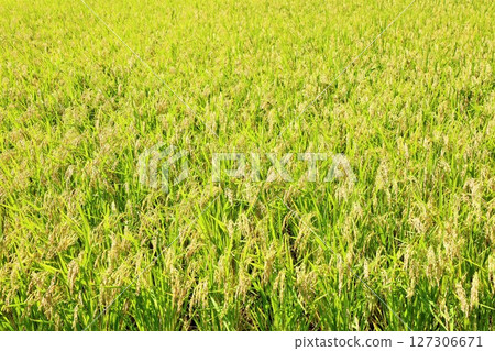 Autumn rice field, ears of rice 127306671