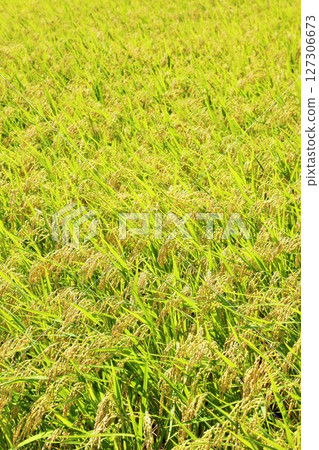 Autumn rice field, ears of rice 127306673