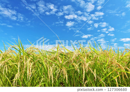 秋天天空和米水稻 127306680