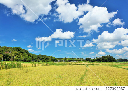 Autumn sky and rice paddy rice Autumn sky and rice paddy rice 127306687