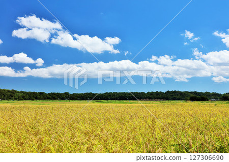 Autumn sky and rice paddy rice Autumn sky and rice paddy rice 127306690