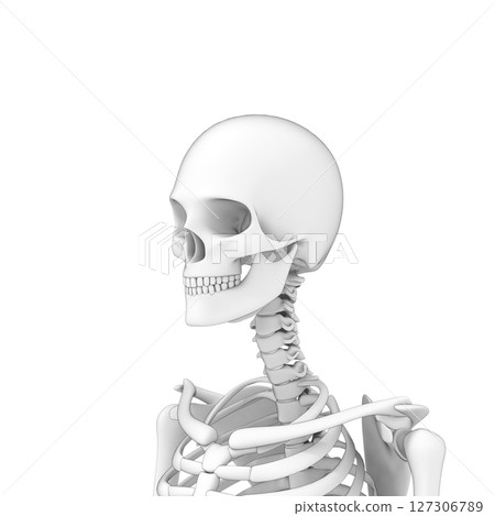 Human body head bones, skeleton 127306789