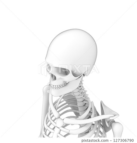 Human body head bones, skeleton 127306790