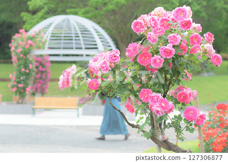 山形縣東澤玫瑰公園盛開的美麗粉紅玫瑰 山形縣東澤玫瑰公園盛開的美麗粉紅玫瑰 127306877