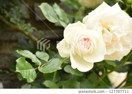 略帶粉紅色的春天玫瑰 127307711