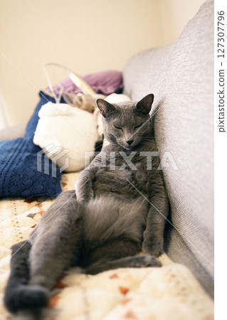 The laid-back daily life of a house cat 127307796