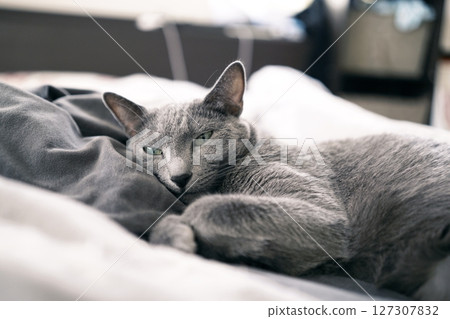 The laid-back daily life of a house cat 127307832