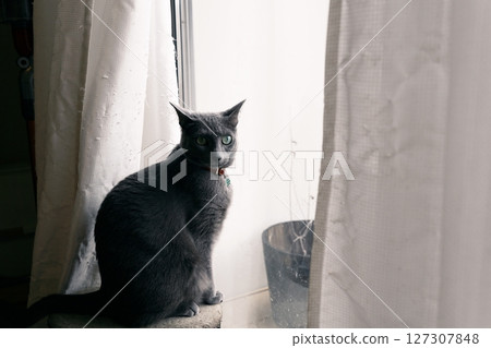 The laid-back daily life of a house cat 127307848