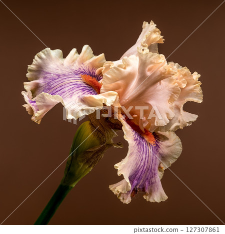 Soft Peach and Purple Iris Bloom with Bud on Brown 127307861