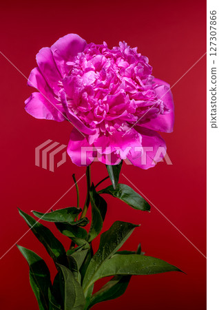 Pink Peony Bloom on Red Background with Water Droplets 127307866