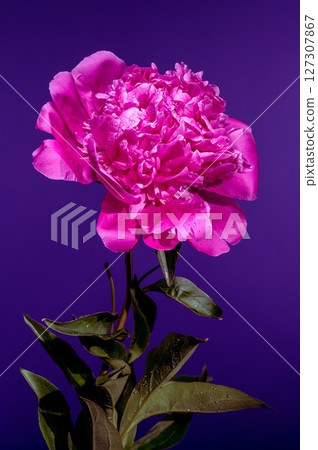 Pink Peony Blossom on Purple Background with Water Droplets 127307867