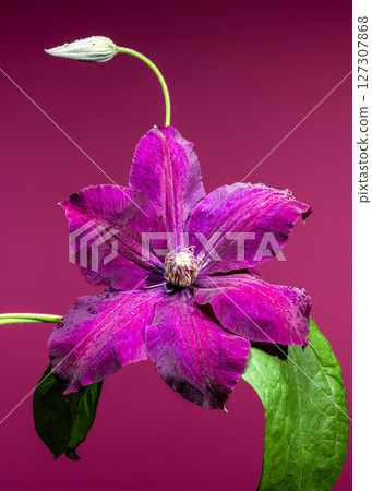 Beautiful Purple Clematis Flower with Water Drops Beautiful Purple Clematis Flower with Water Drops 127307868