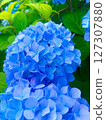 藍色繡球花 127307880