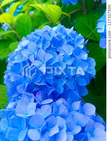 藍色繡球花 127307880